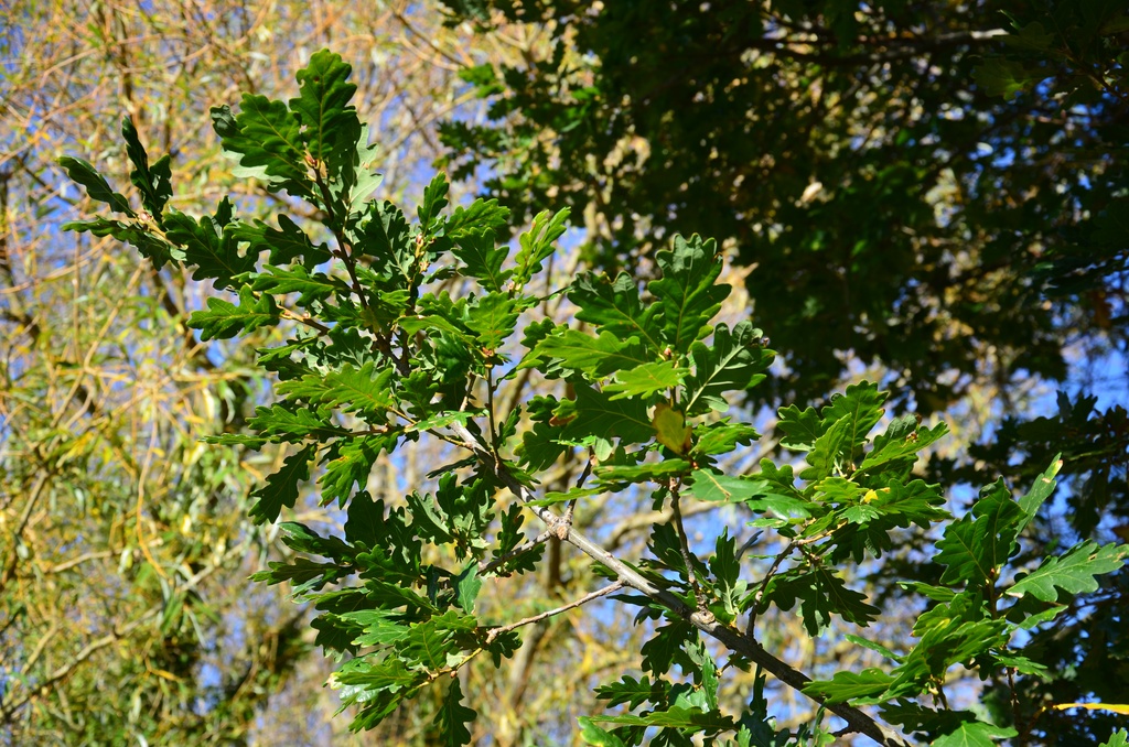 2017-10-28 Somerset/DSC_0103.JPG